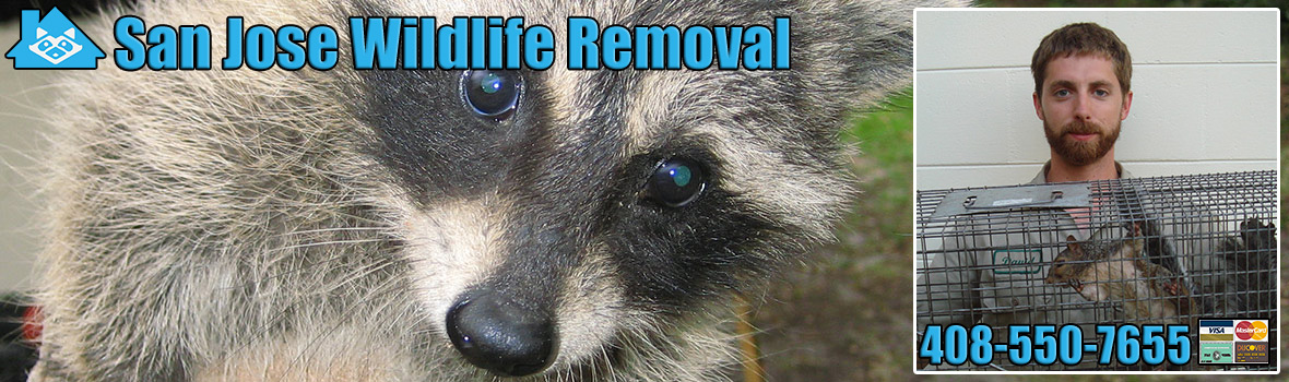 San Jose Wildlife and Animal Removal